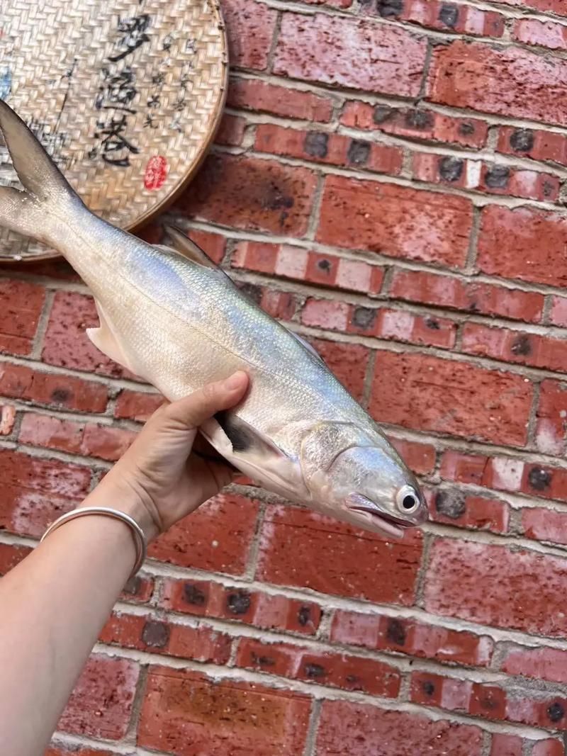馬來西亞海魚的種類圖片