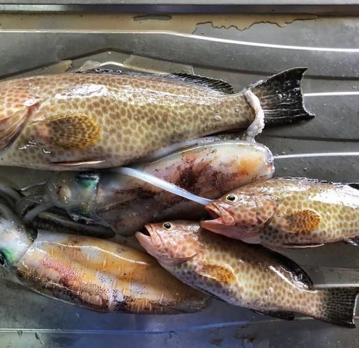 馬來西亞海魚的種類圖片