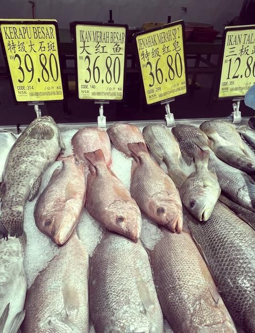 馬來西亞海魚的種類圖片