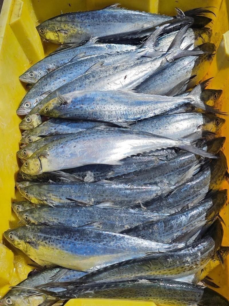 馬來西亞海魚的種類圖片