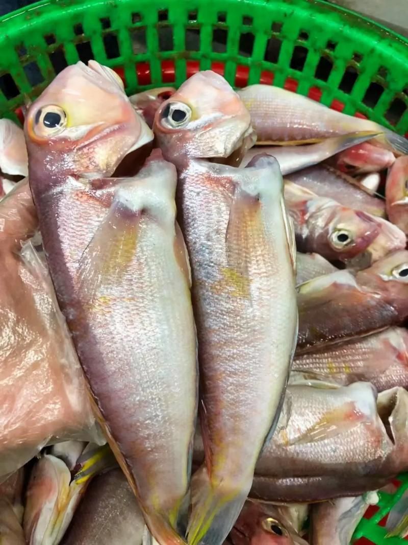 馬來西亞海魚的種類圖片