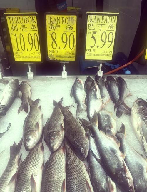 馬來西亞海魚的種類圖片