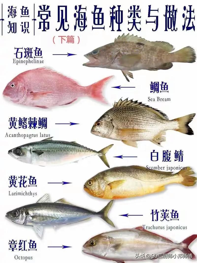 馬來西亞海魚的種類圖片