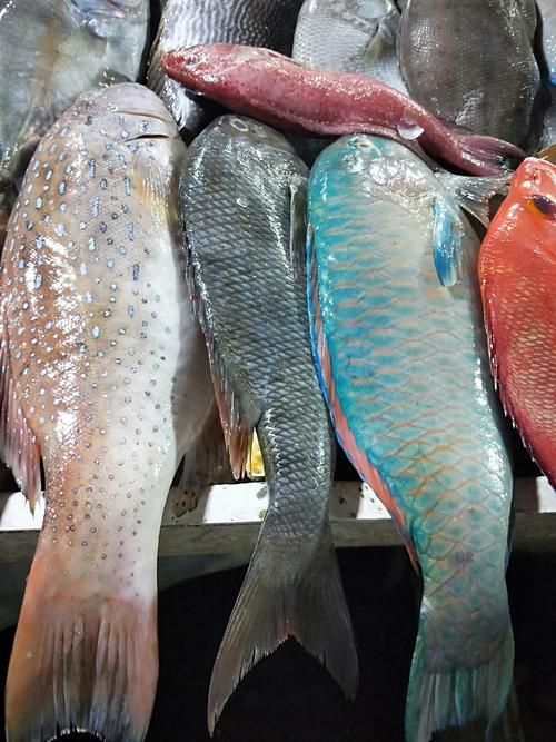 馬來西亞海魚的種類圖片