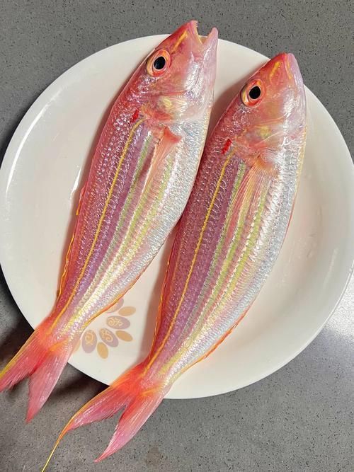 馬來西亞海魚的種類圖片