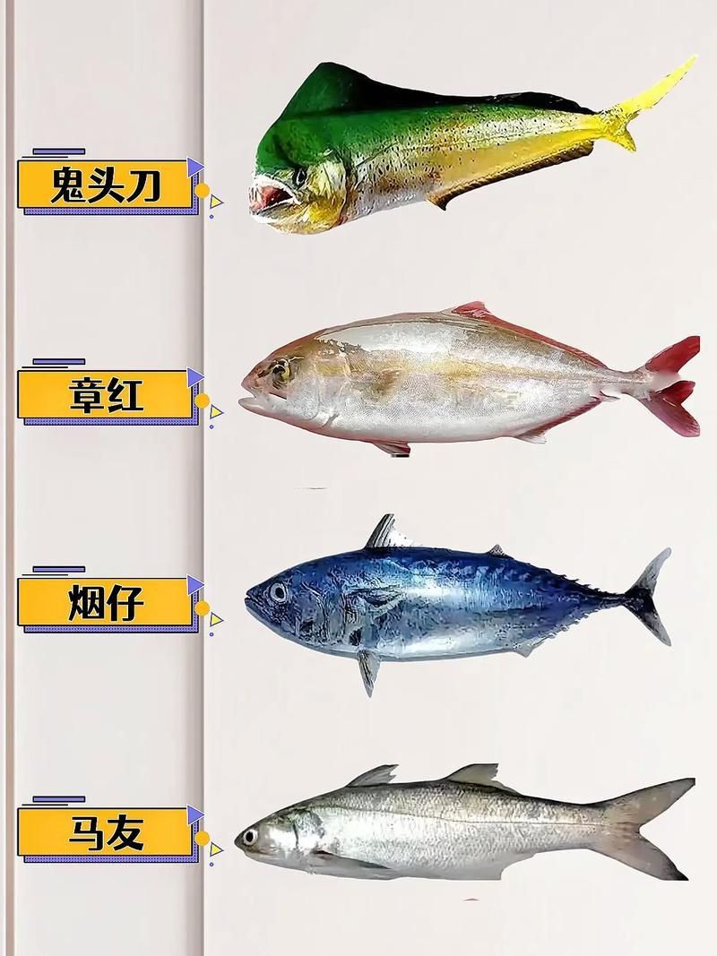 馬來西亞海魚的種類圖片