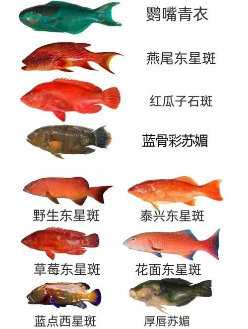 馬來西亞海魚的種類圖片
