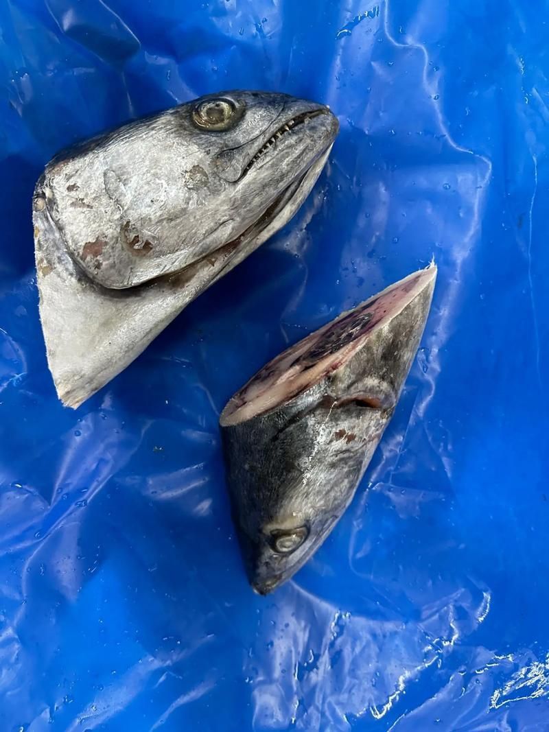 馬來西亞海魚的種類圖片