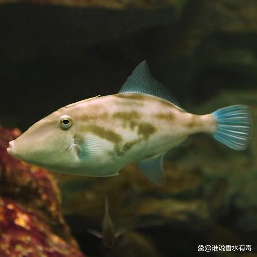 馬來西亞海魚的種類圖片