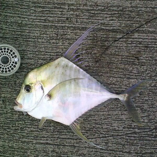 馬來西亞海魚的種類圖片