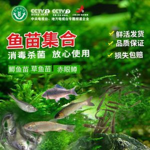 養龍魚一個月電費（養龍魚一個月電費是多少）