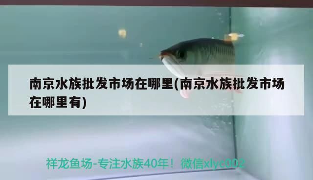 南京龍魚批發市場在哪里（南京龍魚批發市場）