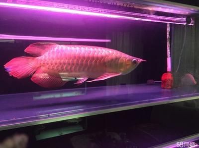 印尼超血紅龍魚帶證書價格：印尼超血紅龍魚價格