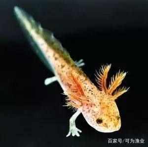 六角恐龍魚配對前的反應（六角恐龍魚在配對前會有一些特定的行為和生理變化）