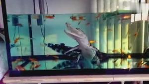 龍魚亂竄怎么回事：如何判斷龍魚是否缺氧