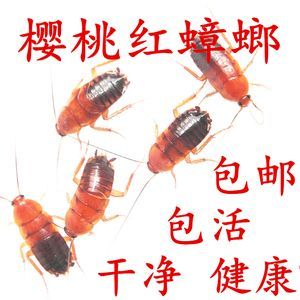 紅龍魚最喜歡吃什么東西（紅龍魚吃什么最好）