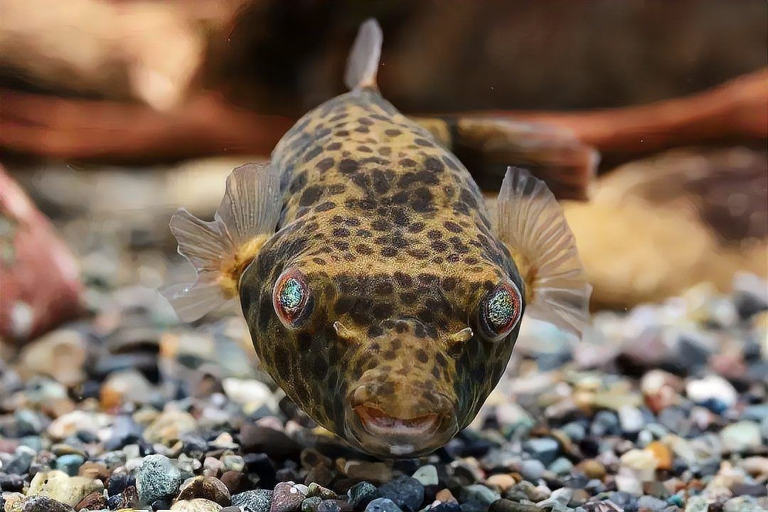 金錢狗頭魚優缺點