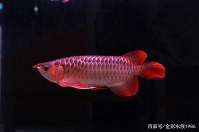 紅龍魚養多久成年可以繁殖了（紅龍魚從幼魚成長為成年個體并具備繁殖能力）