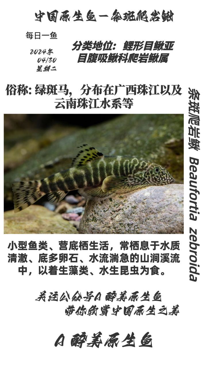 金龍魚飼料十大品牌：金龍魚飼料十大品牌名單
