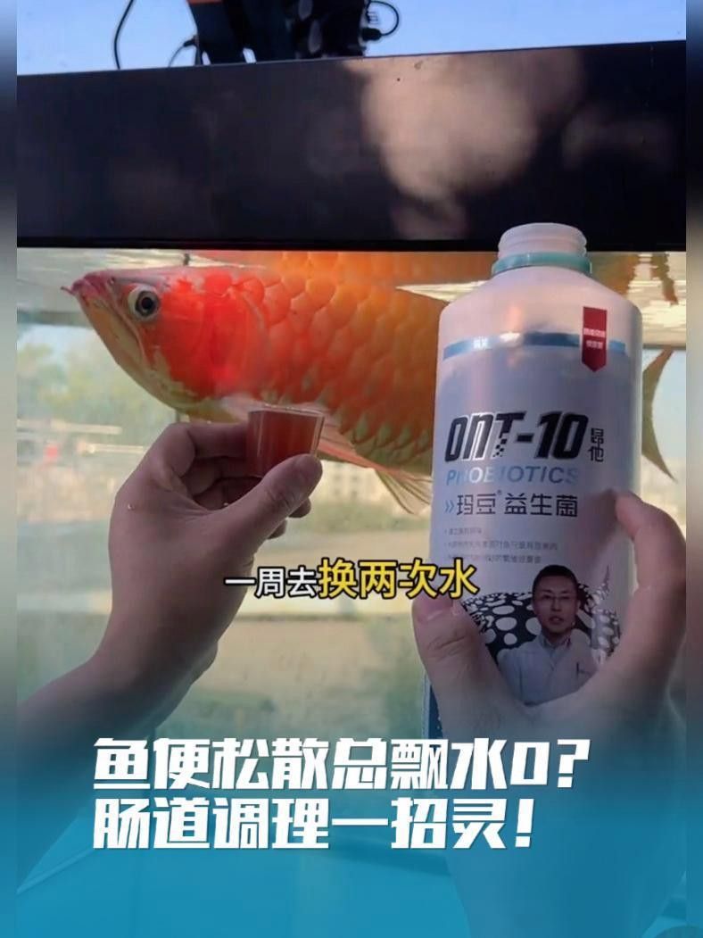 如何調理銀龍魚的腸道？ 如何調理銀龍魚的腸道？ 龍魚百科 第1張