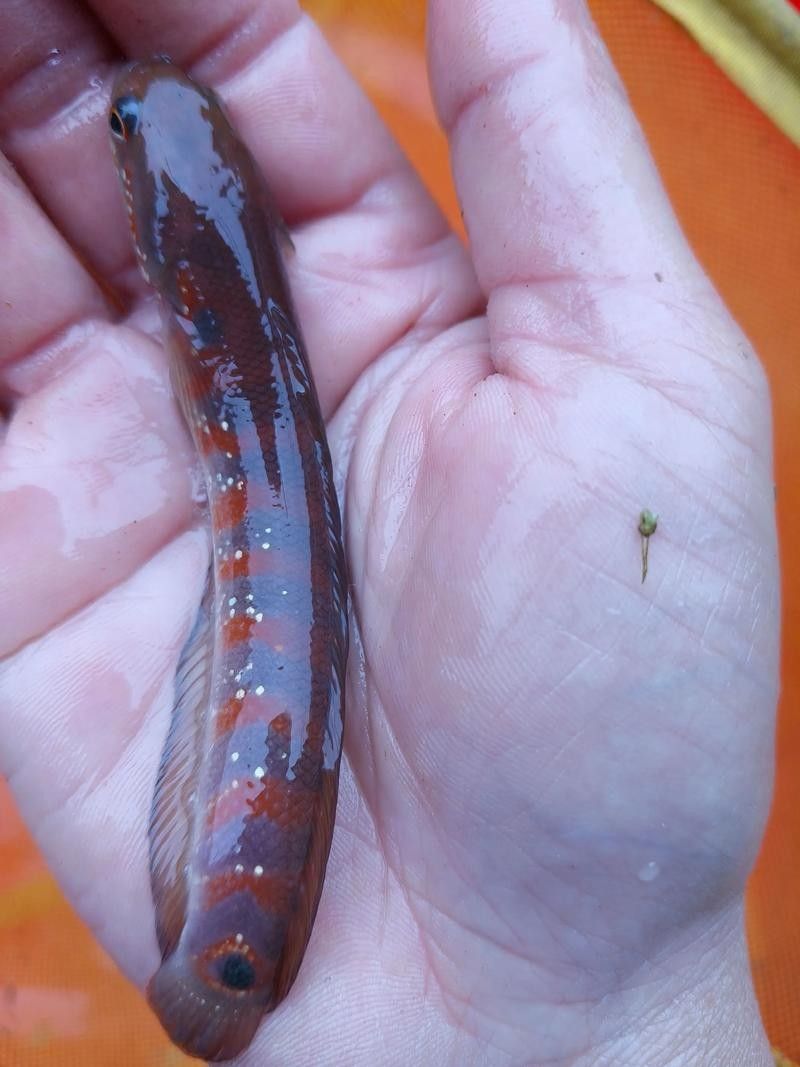雷龍魚月鱧紅 龍魚百科 第1張 雷龍魚月鱧紅 雷龍魚月鱧紅 龍魚百科 第1張