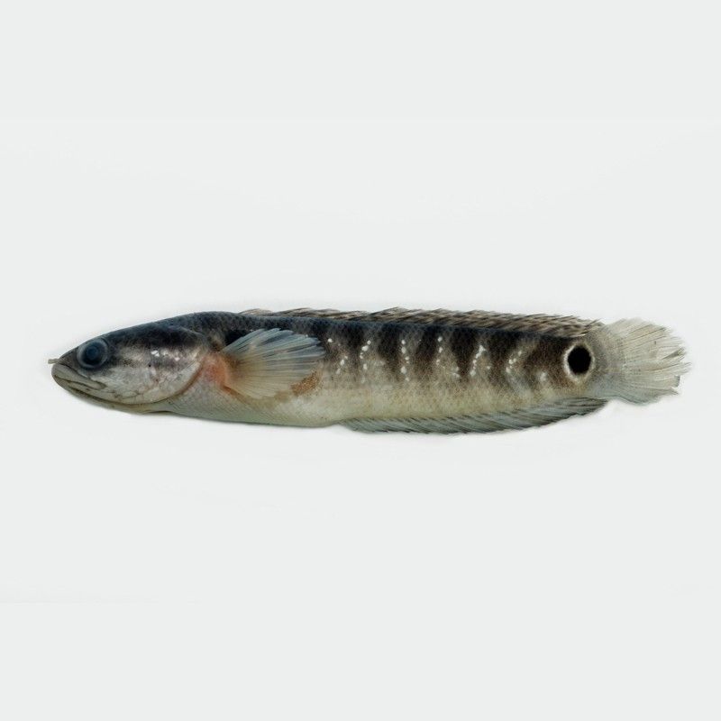 雷龍魚月鱧紅 雷龍魚月鱧紅 龍魚百科 第3張