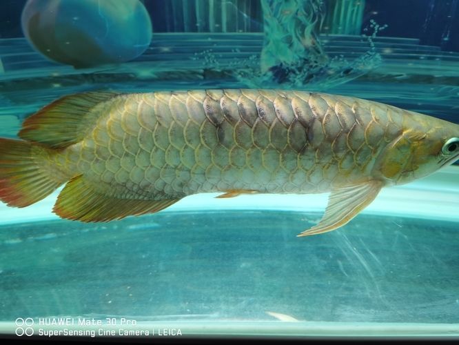 龍魚身上有血印子：龍魚身上出現(xiàn)血印子怎么辦