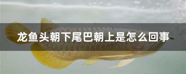 龍魚突然頭朝下尾巴朝上游（龍魚頭朝下尾巴朝上是怎么回事？）