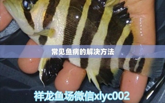 大白鯊魚苗常見疾病的預防：大白鯊魚苗常見疾病治療方法