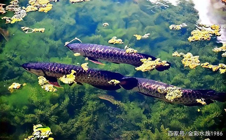如何區分銀龍魚的品質？