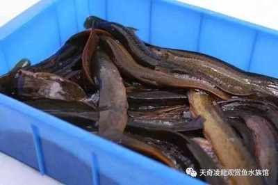 龍魚的藥用價值：龍魚喂食泥鰍的方法