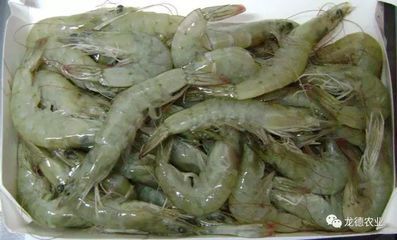 龍魚的藥用價值：龍魚喂食泥鰍的方法