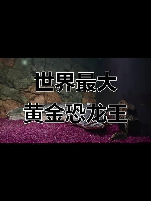 恐龍魚什么品種最大圖片