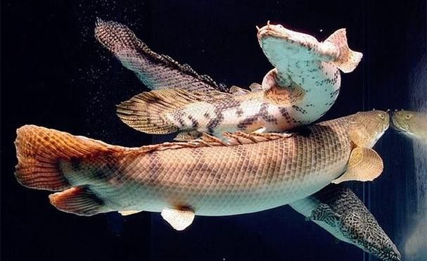 恐龍魚什么品種最大圖片