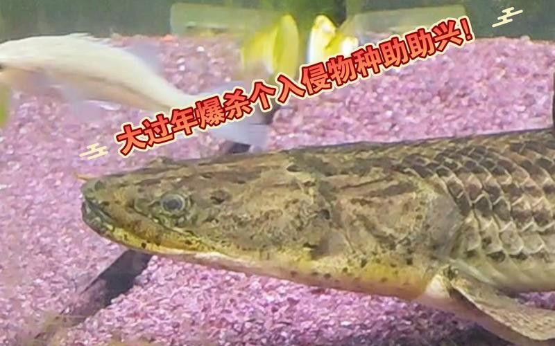 恐龍魚什么品種最大圖片