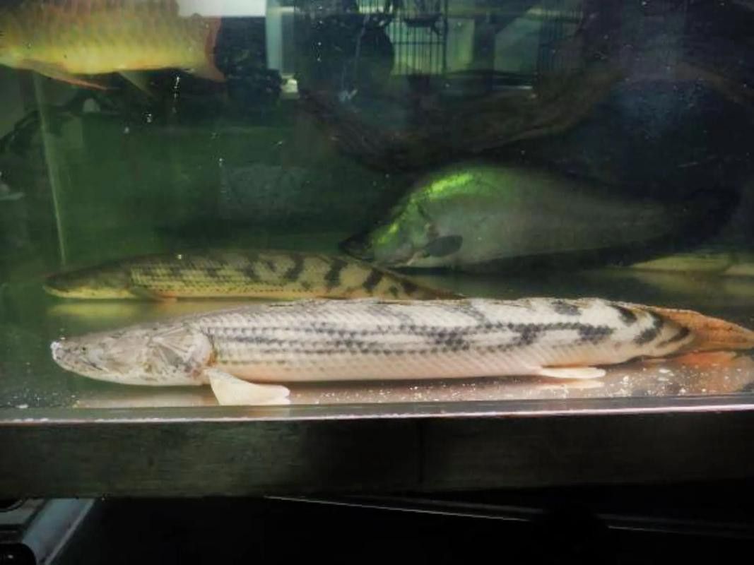 恐龍魚什么品種最大圖片