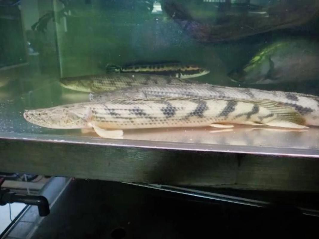 恐龍魚什么品種最大圖片