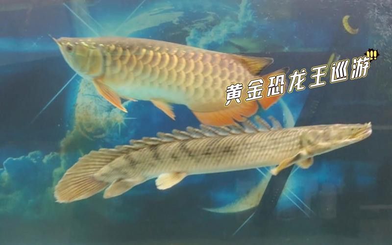 恐龍魚什么品種最大圖片