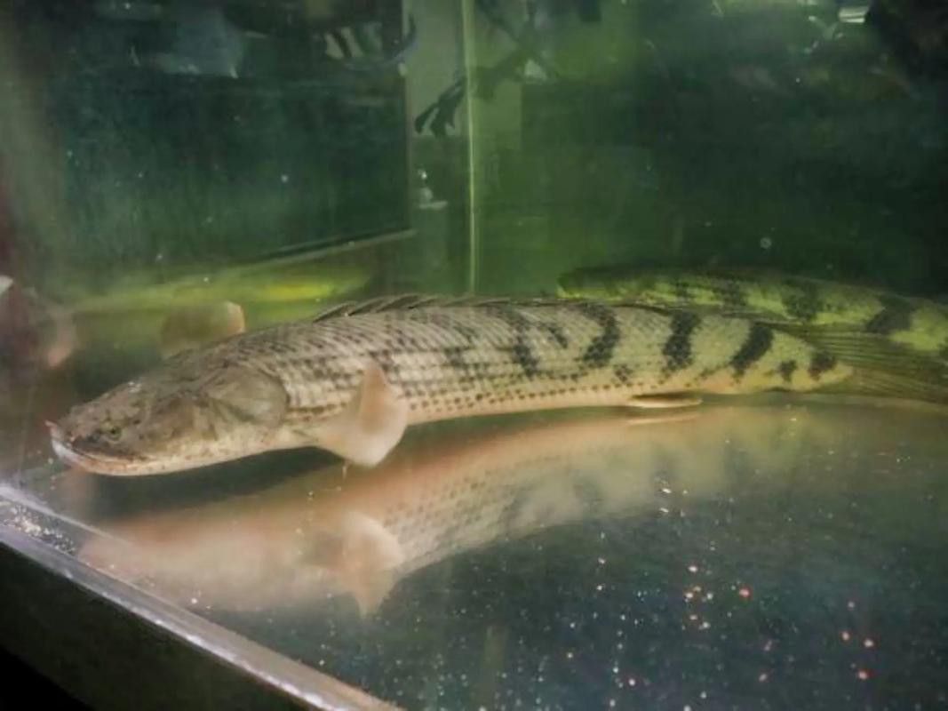 恐龍魚什么品種最大圖片