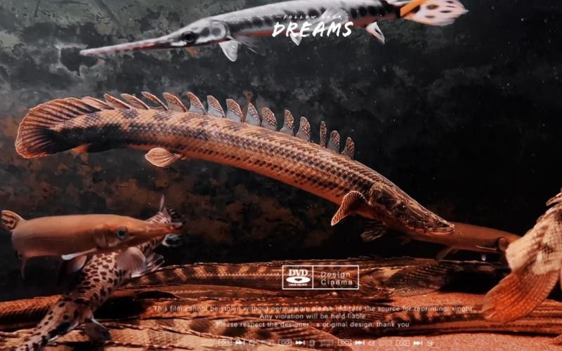 恐龍魚什么品種最大圖片