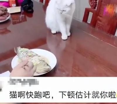 金龍魚吃魚：喂食金龍魚吃小魚的時(shí)候應(yīng)該怎么喂