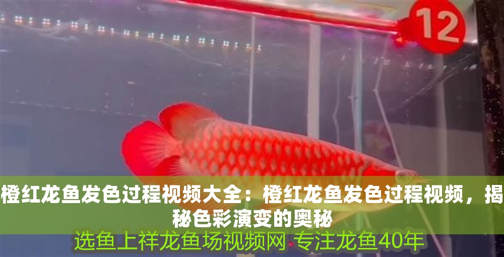 橙紅龍魚(yú)發(fā)色過(guò)程視頻大全：橙紅龍魚(yú)發(fā)色過(guò)程視頻，揭秘色彩演變的奧秘