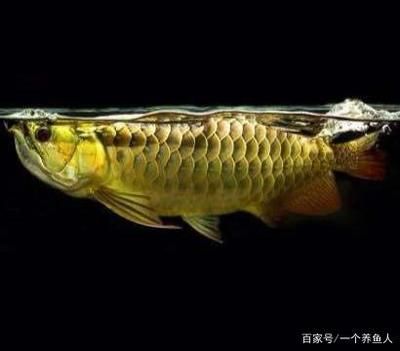 紅龍魚吃什么食物最好呢視頻大全圖片（紅龍魚吃什么食物最好呢視頻大全圖片欣賞）