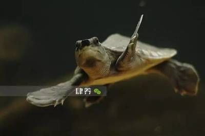 小豬鼻龜能和大龍魚(yú)一起養(yǎng)嗎（小豬鼻龜和大龍魚(yú)可以混養(yǎng)但需要注意一些事項(xiàng)以確保健康和安全）