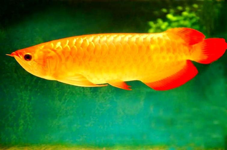 金龍魚的畫法簡筆畫