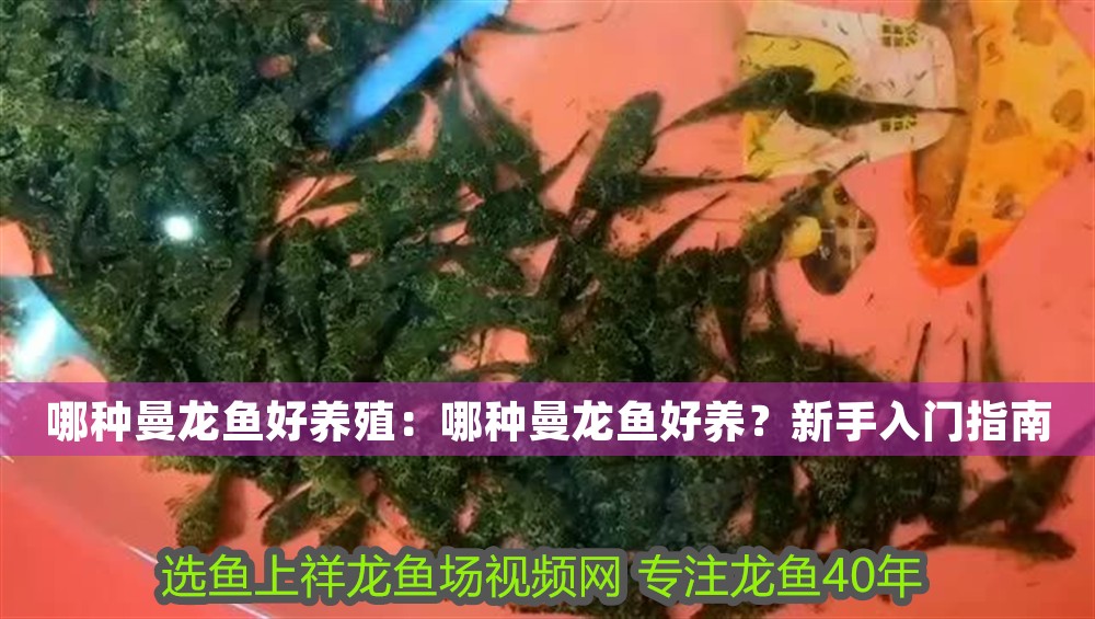 哪種曼龍魚好養殖：哪種曼龍魚好養？新手入門指南