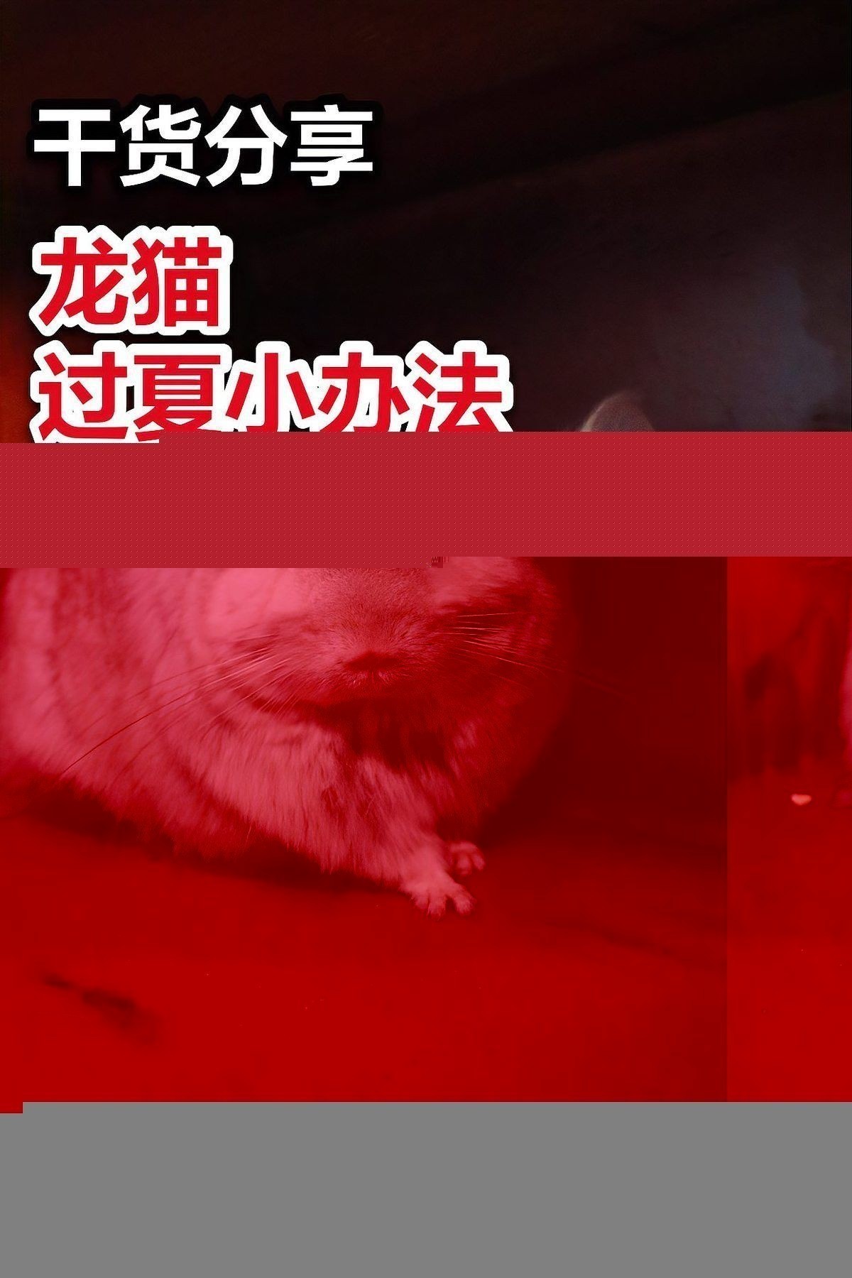 如何確保龍貓和貓的安全距離？