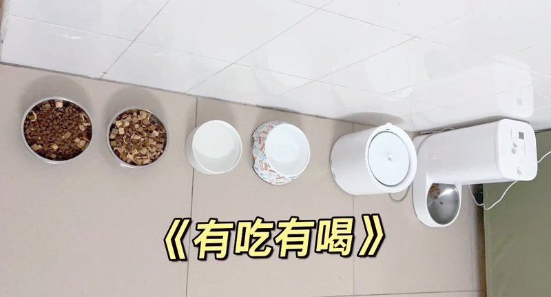 如何確保龍貓和貓的安全距離？