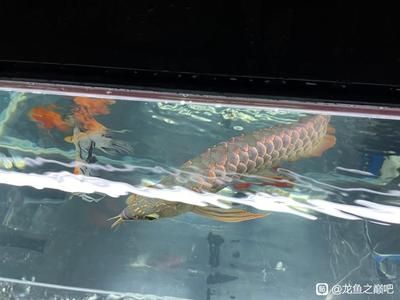 古典紫羅蘭龍魚：\"古典紫羅蘭龍魚\"