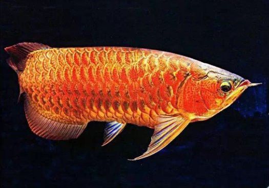 巨骨舌魚是金龍魚嗎